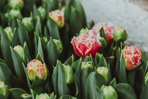 Lush fragrant Queensland tulips with tender pink petals growing in flowerbed in garden