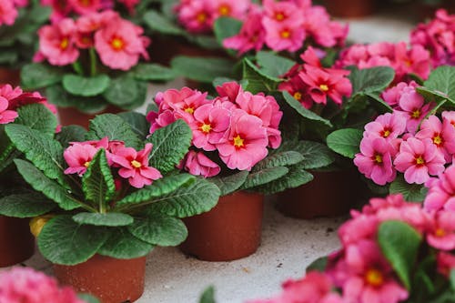 Tender fragrant pink bear ear flower with pink petals growing in pots on concrete floor in greenhouse