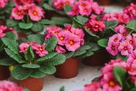 Tender fragrant pink bear ear flower with pink petals growing in pots on concrete floor in greenhouse