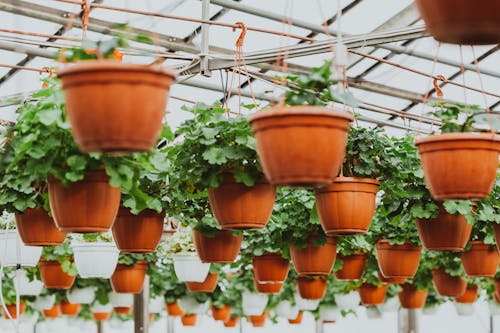 Potted houseplants hanging under ceiling in greenhouse