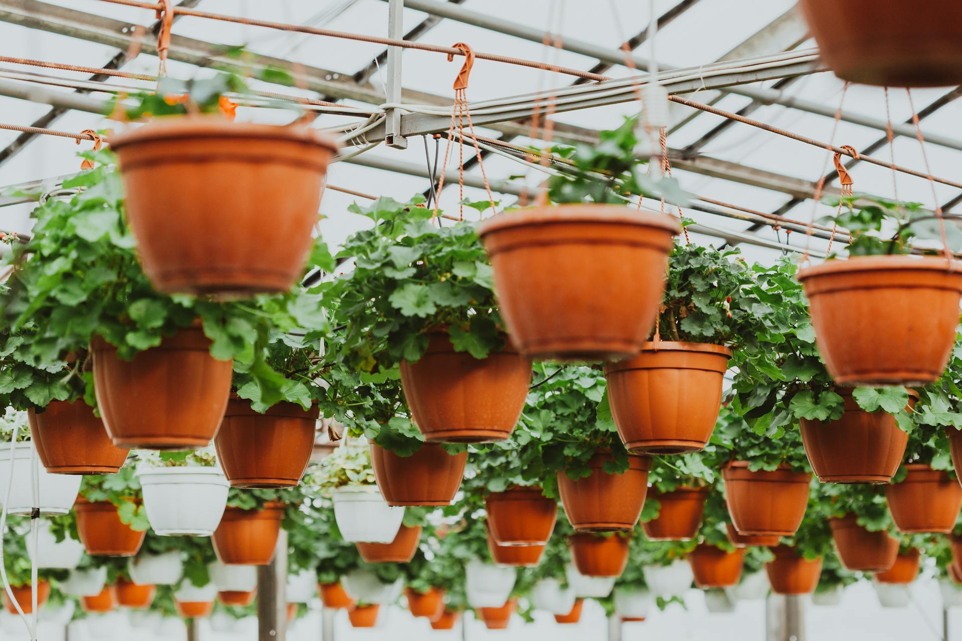 Potted houseplants hanging under ceiling in greenhouse