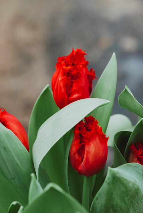 Bright red tulip flowers and lush green leaves cultivated in summer garden in daylight