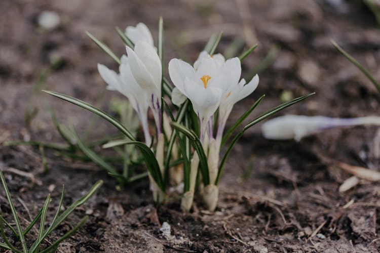 Crocus Flowers Growing In Garden