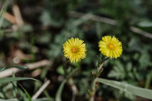 Coltsfoot flowers growing in nature