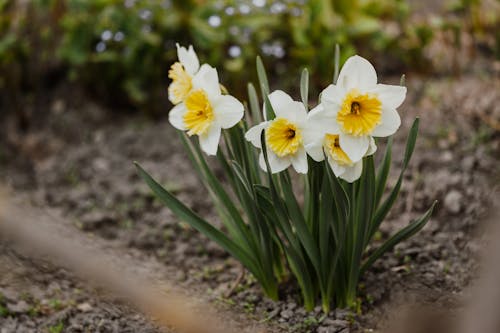 White daffodil flowers growing in garden