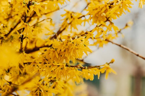 Blooming tree with yellow flowers