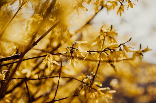 Thin branches of blooming tree covered with small tender yellow flowers in wild nature on blurred background on summer day