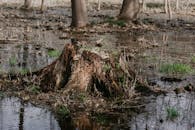 Aged stump with grass in wetland