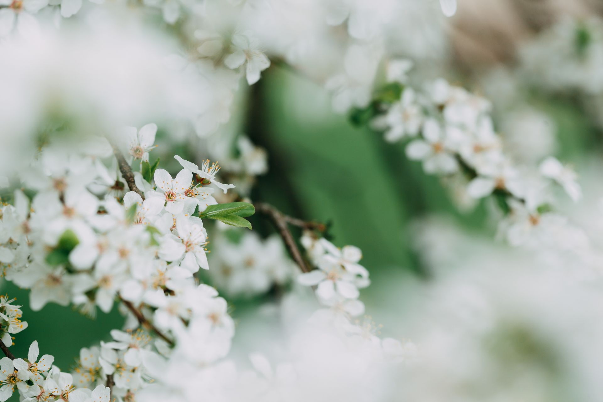 Sprigs of cherry blossom tree with small white flowers growing in garden on blurred background on summer day in nature
