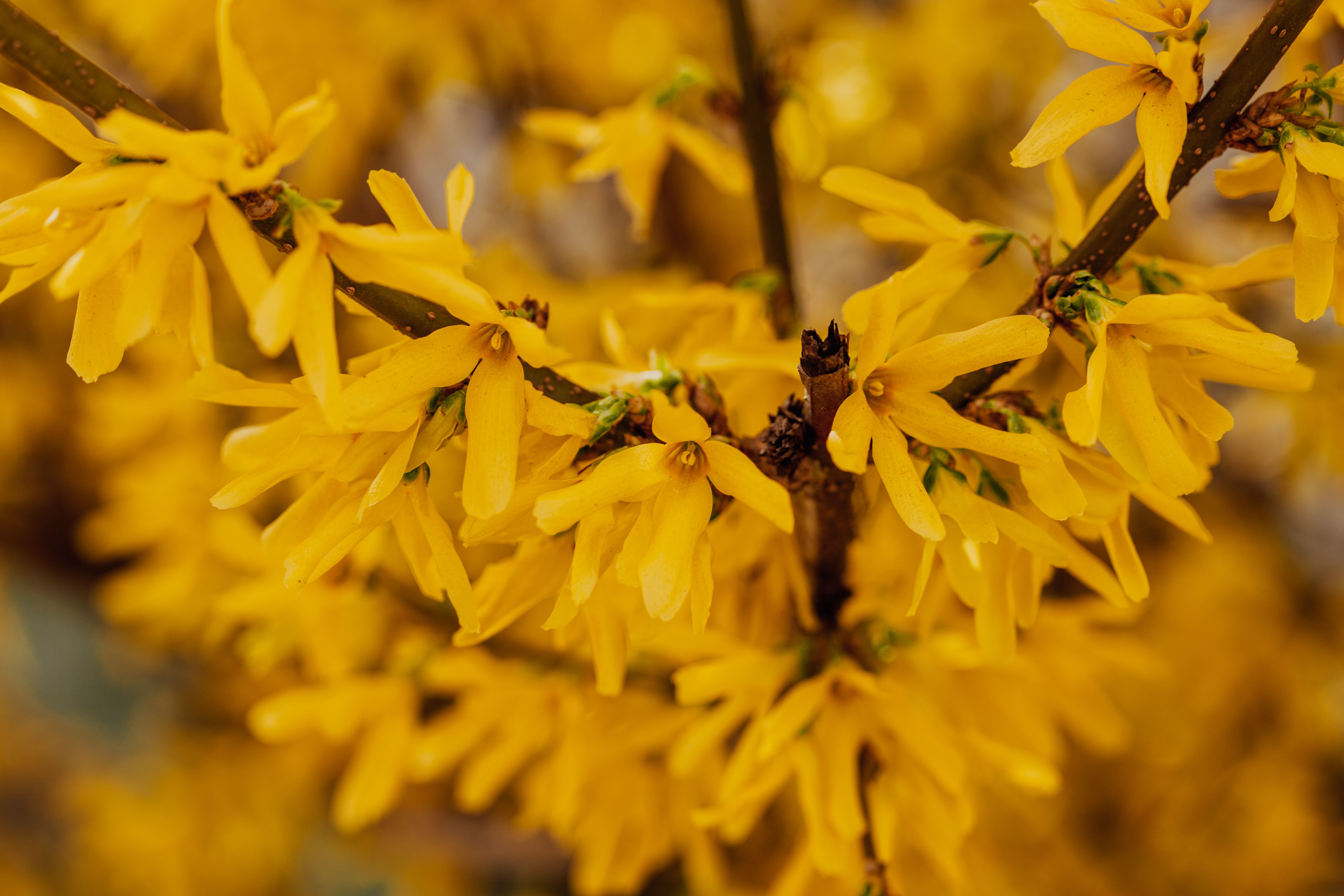 Branches of blooming tree covered with small bright flowers with gentle petals growing in woods on blurred background in nature