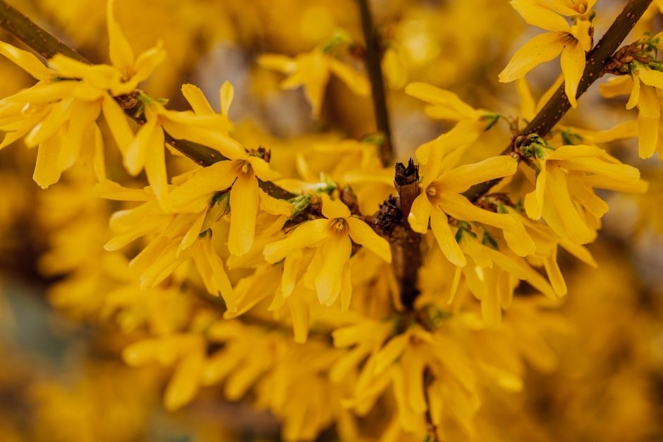 Branches of blooming tree covered with small bright flowers with gentle petals growing in woods on blurred background in nature