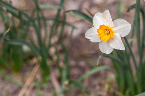 Fotobanka s bezplatnými fotkami na tému aromatický, biela, botanický