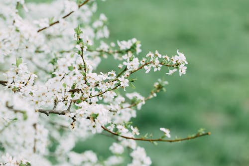 Free Thin sprigs of cherry blossom tree with abundance of blossoming white flowers growing in garden on summer day on blurred background Stock Photo