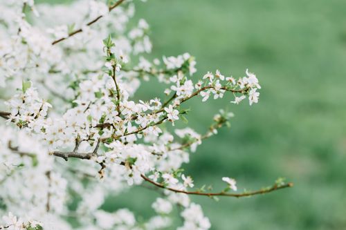 Free Thin sprigs of cherry blossom tree with abundance of blossoming white flowers growing in garden on summer day on blurred background Stock Photo
