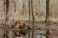 Old stump on swamp near trees