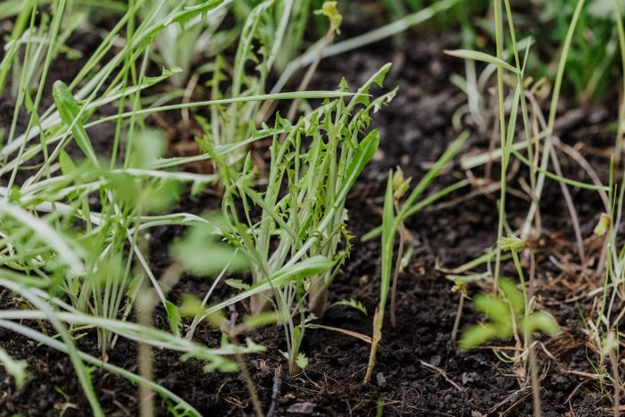 Young hydroseeded grass a few weeks in