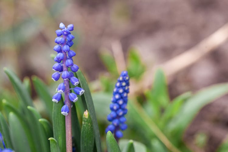 Blooming Grape Hyacinth Plants In Garden