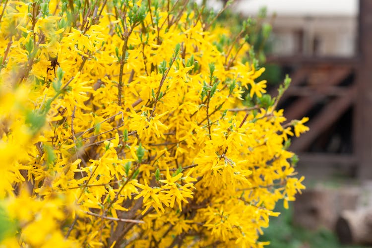 Blooming Forsythia Bush In Countryside