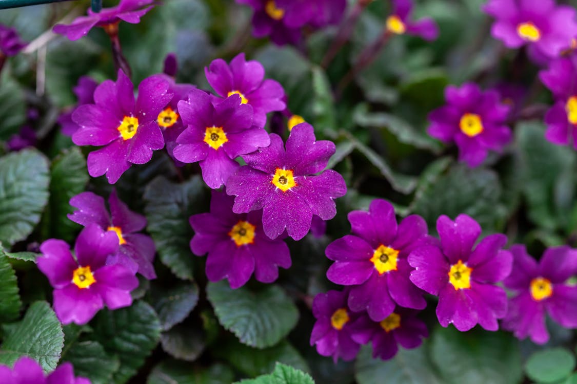 Primula flowers blooming in garden