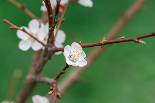 Kostnadsfri bild av aromatisk, blomma, blommig