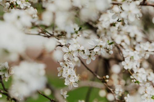 Free Thin sprigs of cherry blossom tree covered with abundance of small white flowers growing in nature on blurred background on summer day Stock Photo