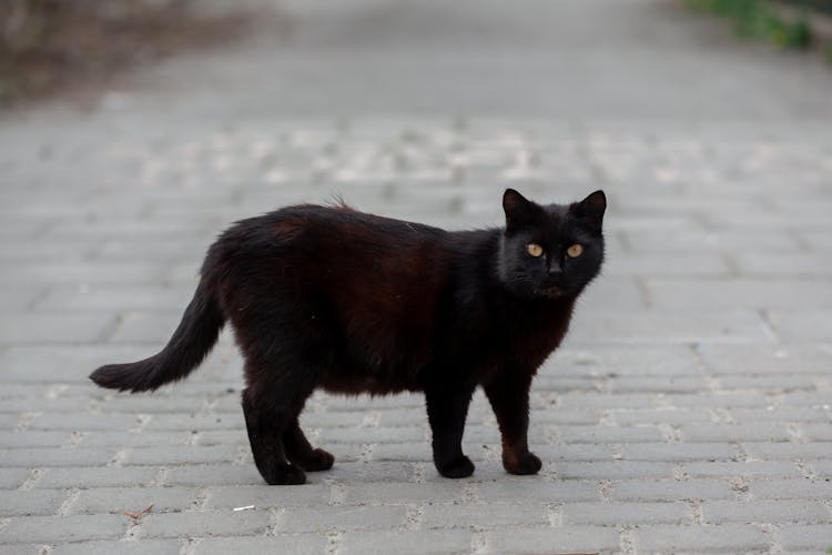 Black Cat Standing On Street