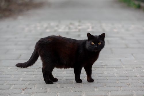 Free Cute cat with fluffy black fur and yellow eyes standing on paved sidewalk on street in city on blurred background Stock Photo