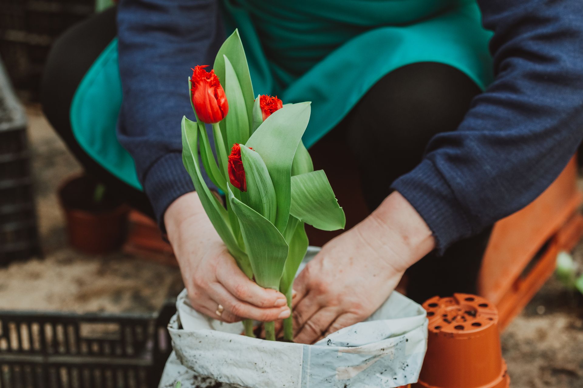 Close-up of a gardener carefully placing red tulips into a pot, signifying care and growth.