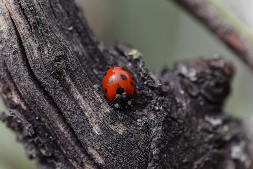 Ladybug on dry trunk in nature