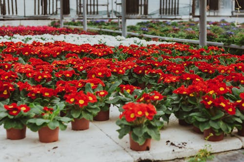 Abundance of various primula flowering plants with red petals and green leaves growing in pots on floor of light orangery