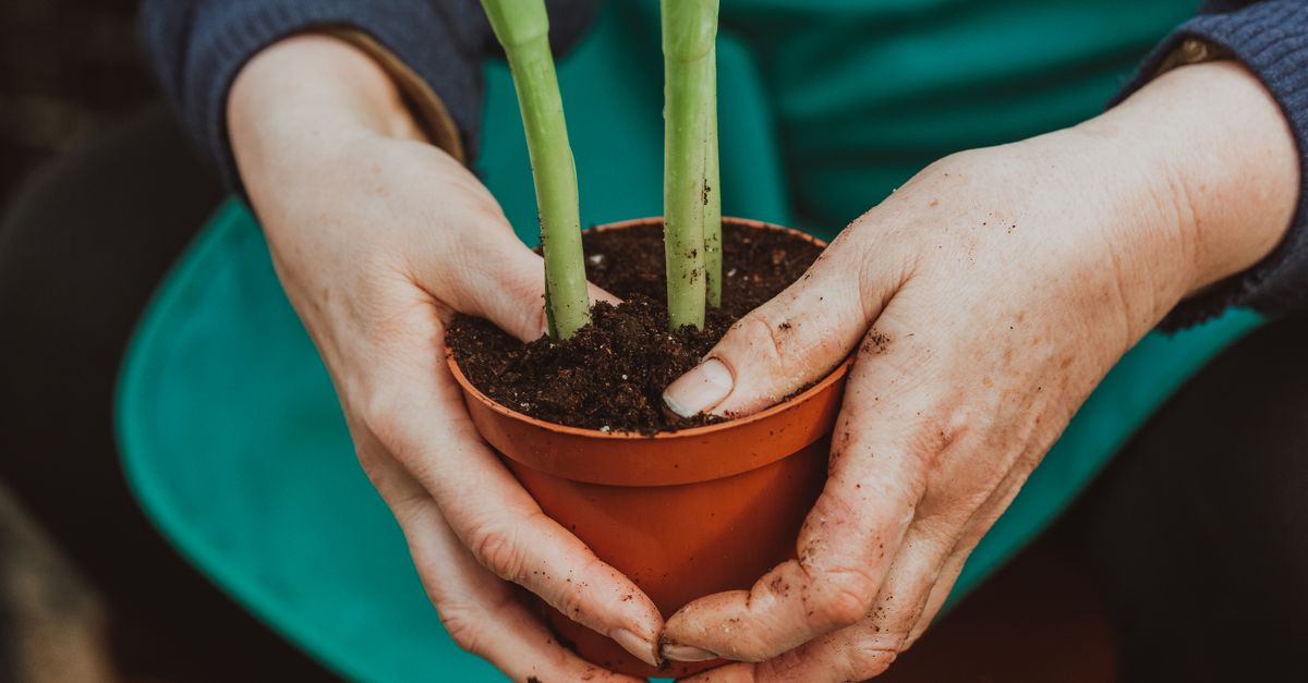 Mãos de um jardineiro segurando delicadamente uma planta em vaso, simbolizando cuidado e crescimento.