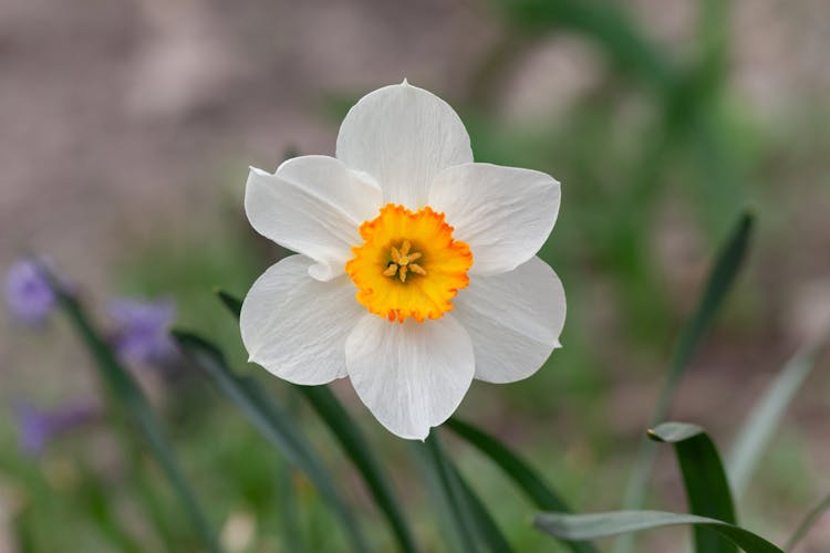 White Daffodil Blooming In Garden