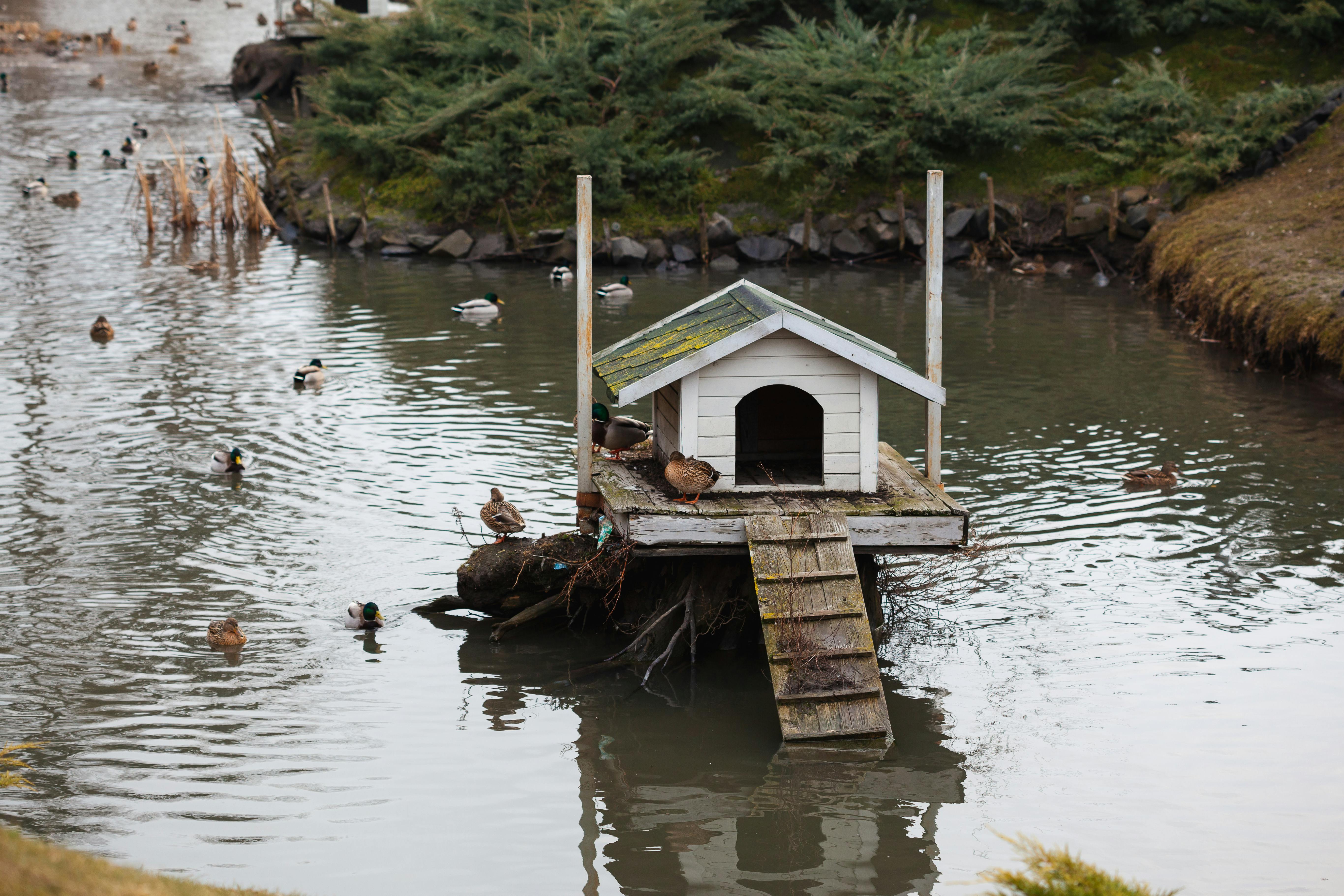 Duck house on calm lake · Free Stock Photo