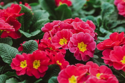 Full frame fragrant tender primula flowers with pink petals cultivated in summer garden