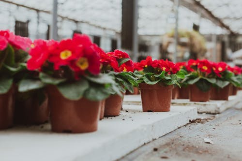 Potted pink primula flowers in greenhouse