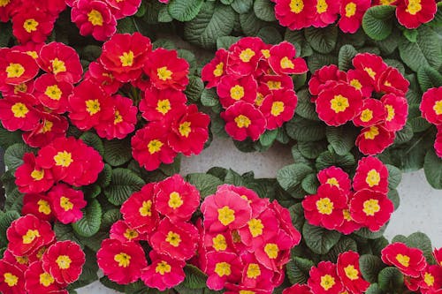 Top view composition of delicate pink primula flowers in pots placed on gray surface