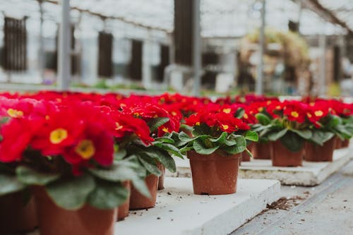 Potted red primula flowers in hothouse