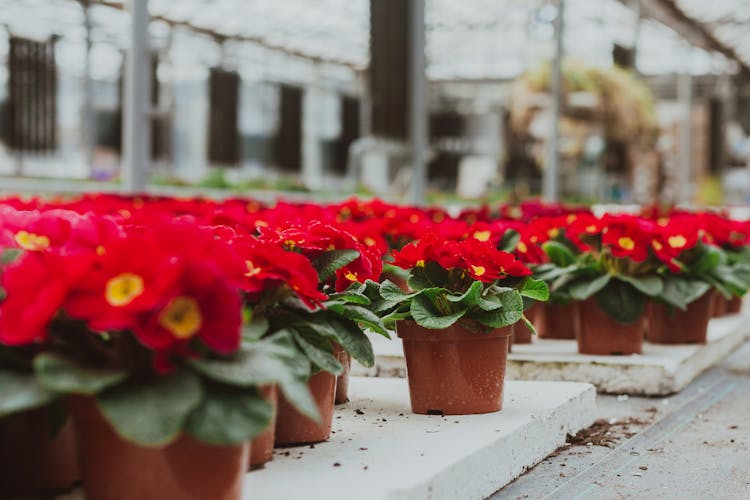 Potted Red Primula Flowers In Hothouse