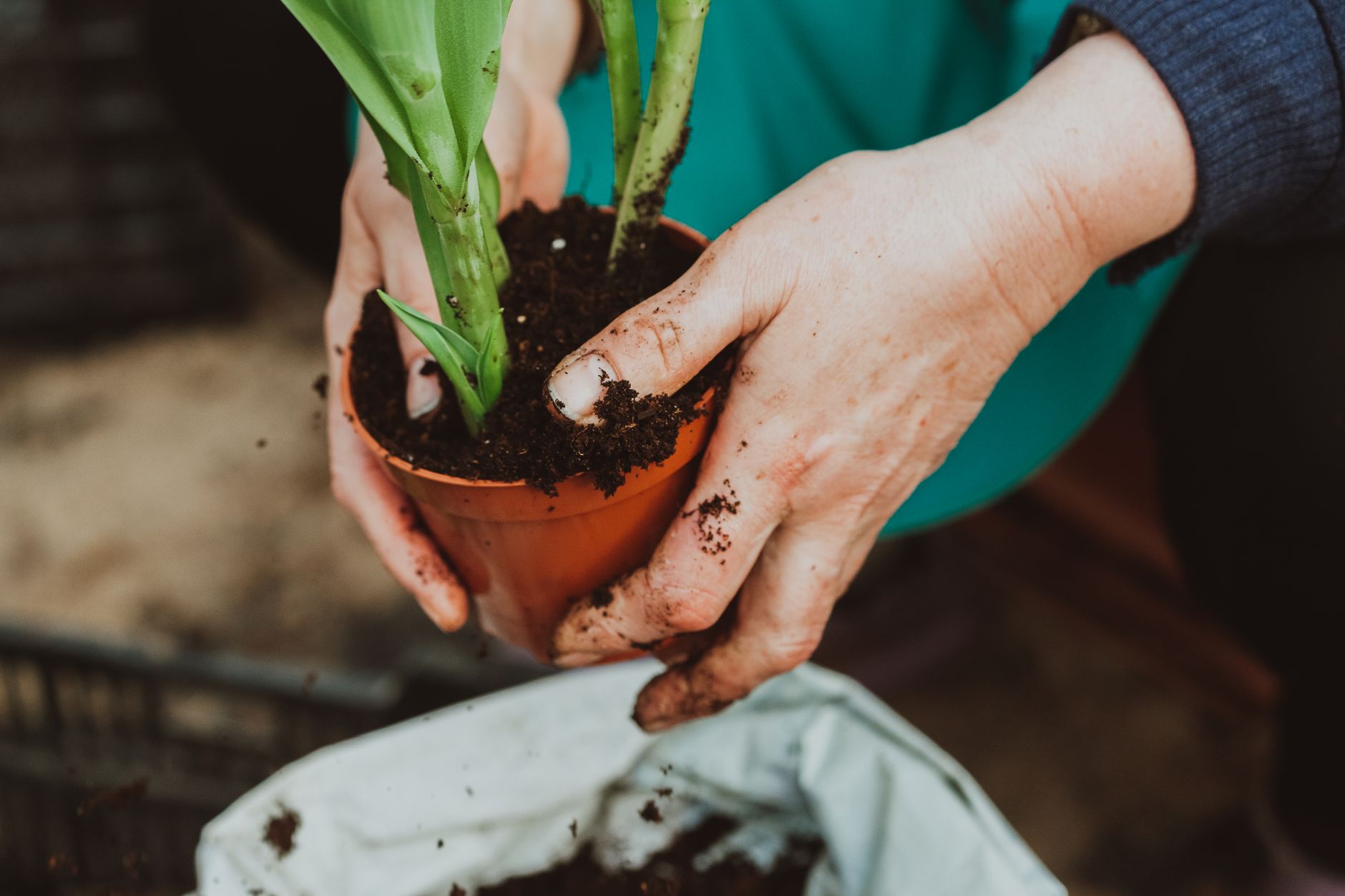 hands applying granular fertilizer around base of tomato plant in container