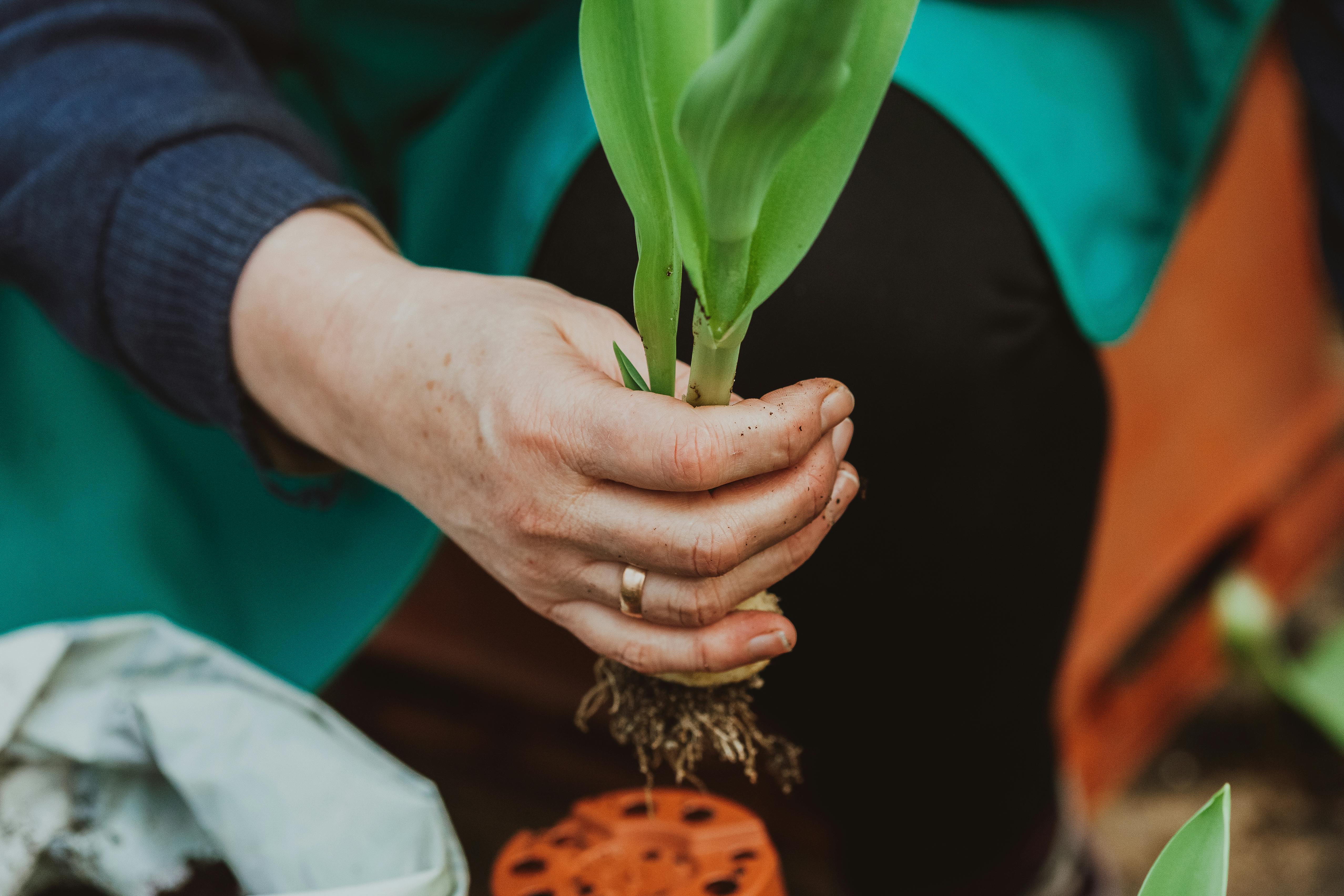 Close-up of a gardener's hand planting a seedling indoors with soil and green leaves visible.