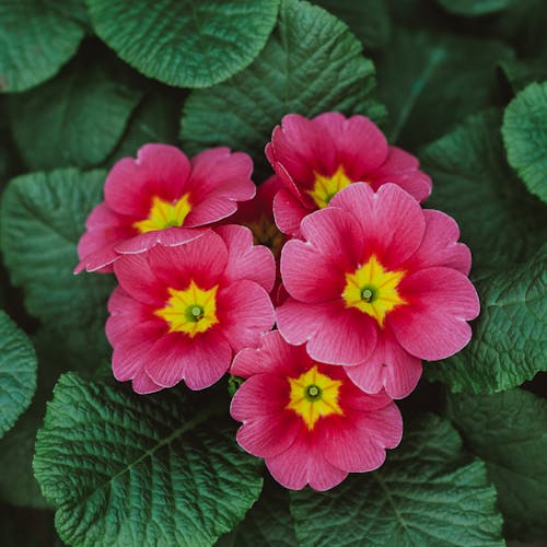 From above of bright blooming flowers of primrose with green leaves growing in garden