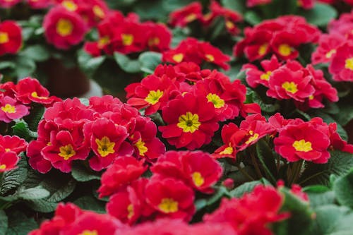 Lush red flowers in pots in greenhouse