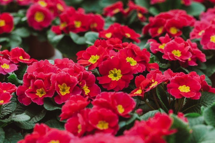 Lush Red Flowers In Pots In Greenhouse