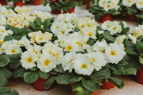 From above of white blooming buds of Primula vulgaris growing in pots in greenhouse
