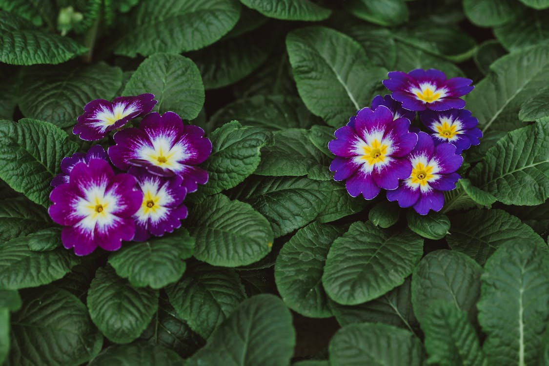 Lush perennial Primula flower with bright buds