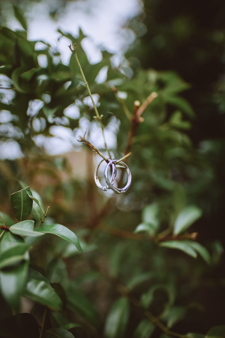 Silver Rings Hanging In Tree Twig