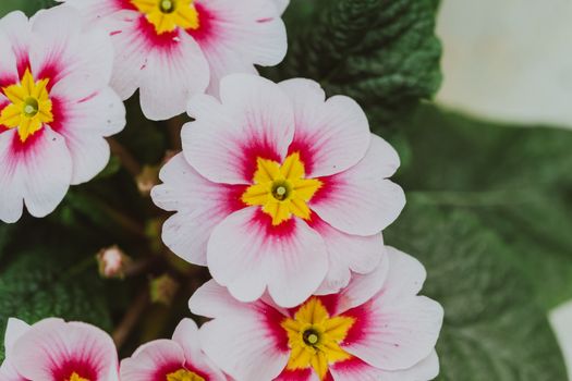 Blooming primrose with light pink petals