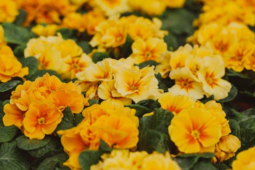 From above of bright yellow flowers of primroses growing in rows in greenhouse