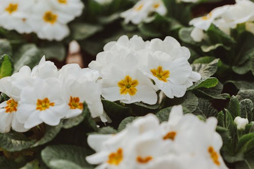 Δωρεάν στοκ φωτογραφιών με primula, αιωνόβιος, ανάπτυξη