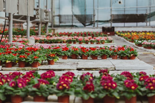 Greenhouse with potted blooming primroses on concrete floor